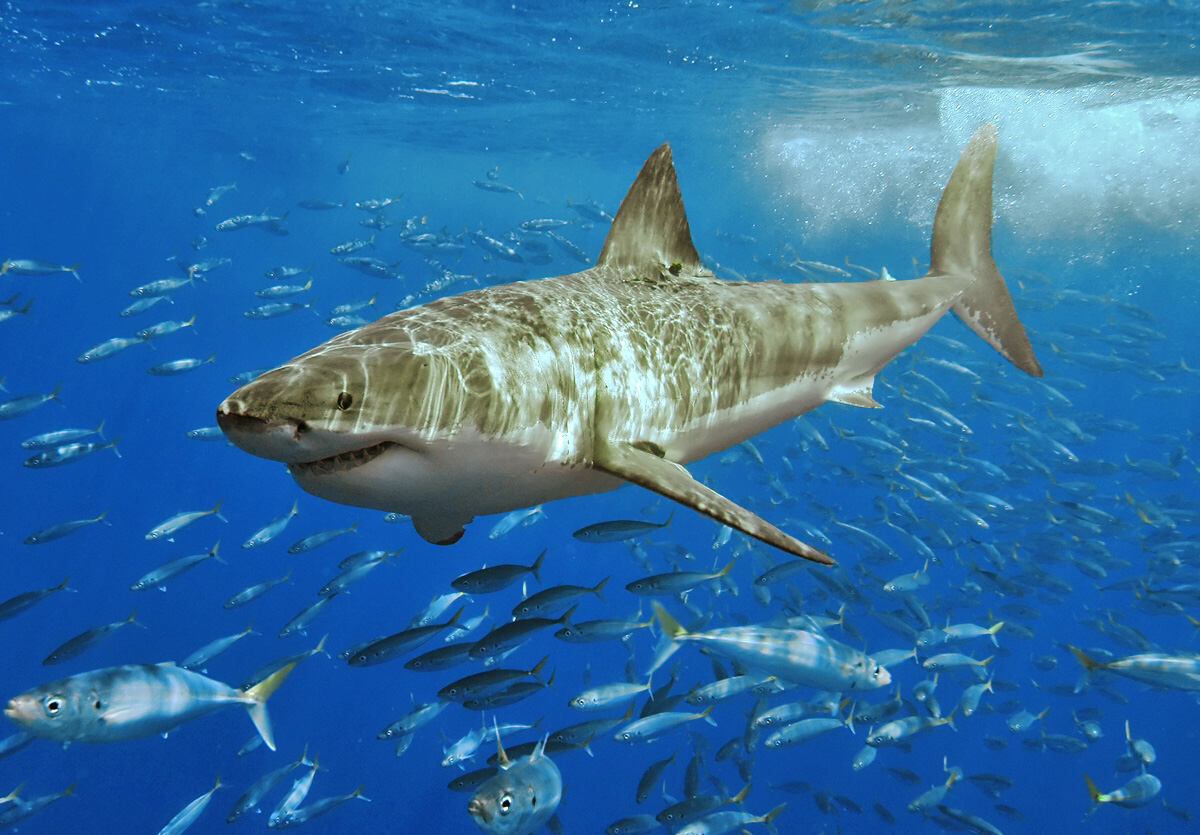 Velký bílý žralok - ilustrační foto