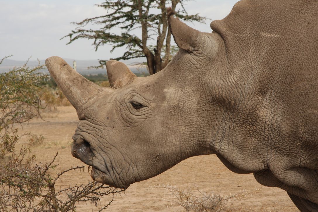 Nájin, jedna ze svou posledních samic nosorožce tuponosého severního. Narodila se v ZOO Dvůr Králové, dnes žije v keňské Ol Pejetě