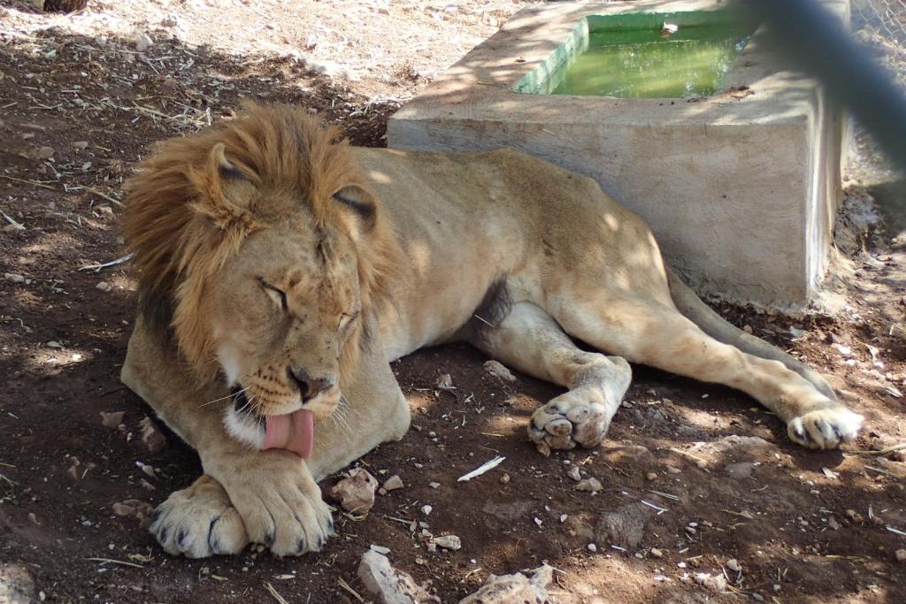 Lvi si v záchranné stanici Ma'wá v Jordánsku doslova lížou rány, které utržili ve válečných konfliktech