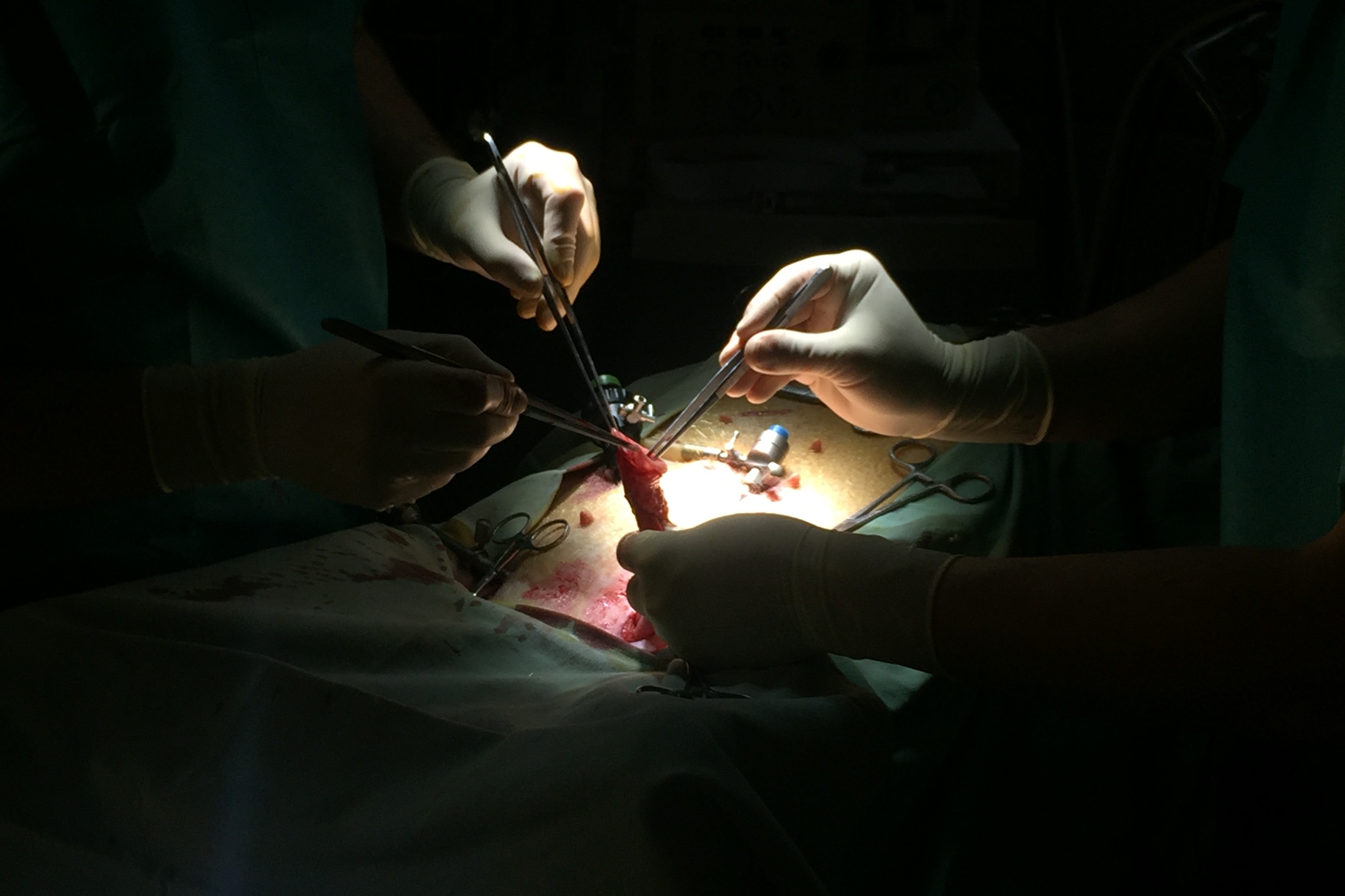 Chirurgové zkoušejí na praseti experimentálně ověřit postup ošetření poškozené anastomózy