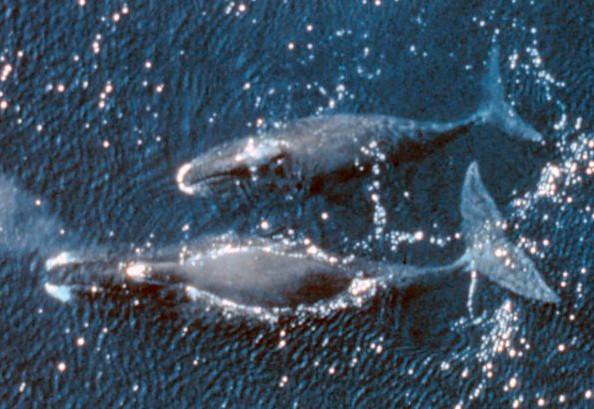 velryby grónské