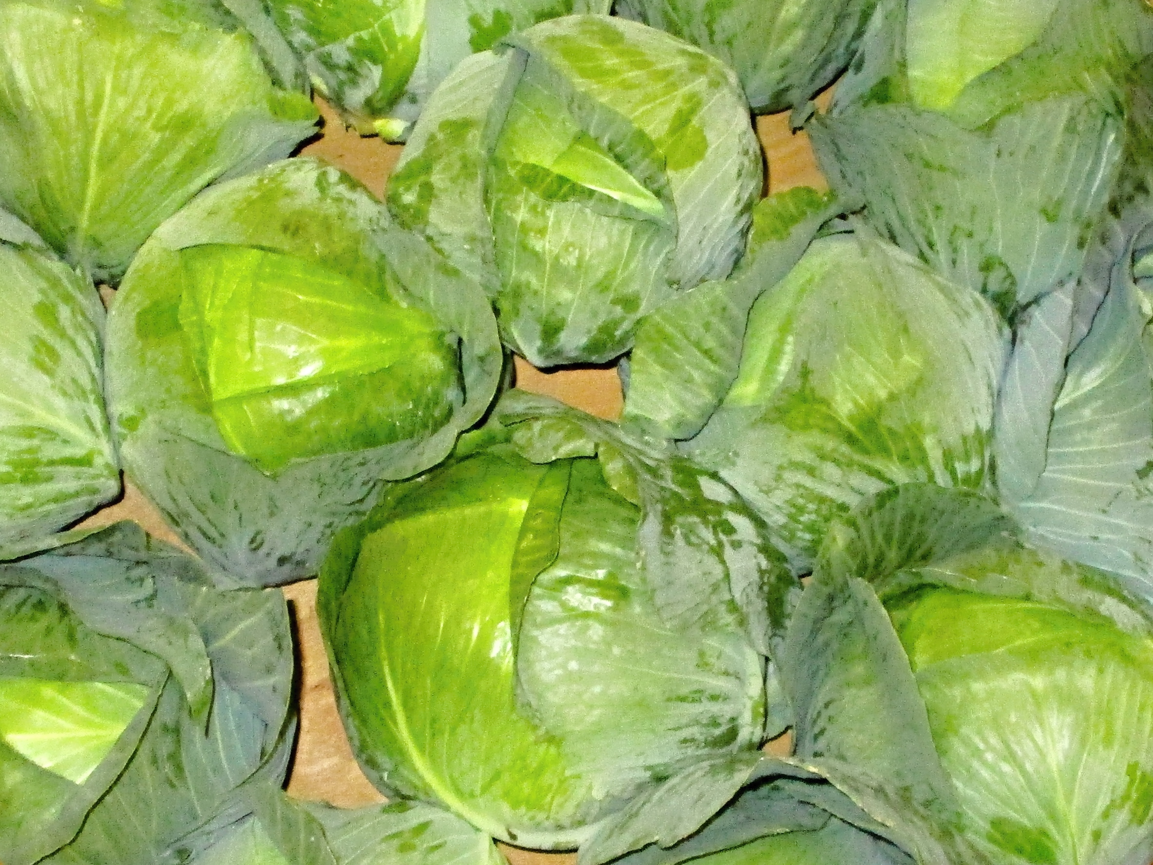 Zelí Zelí