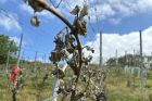 Vinohrady na jihu Moravy se letos zazelenaly nezvykle brzy. Jenomže po sérii ranních mrazíků listy zčernaly a uschly