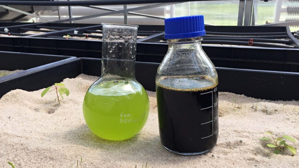 Vlevo vzorek vody s výživnými mikrořasami, vpravo výluh z vermikompostu - tzv. kompostový čaj