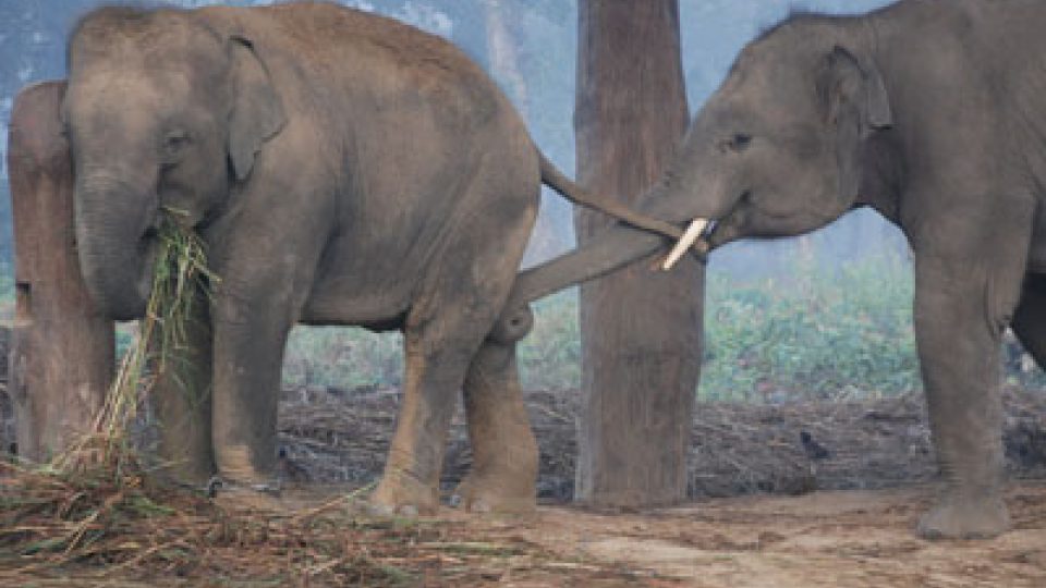 Sloni v Chitwanském národním parku