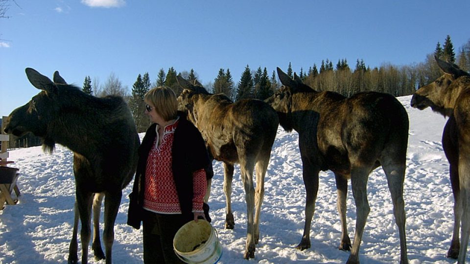Sylvi, majitelka losí farmy, a její zvířecí chráněnci – Vilma, Anlyot, Botta a Artur