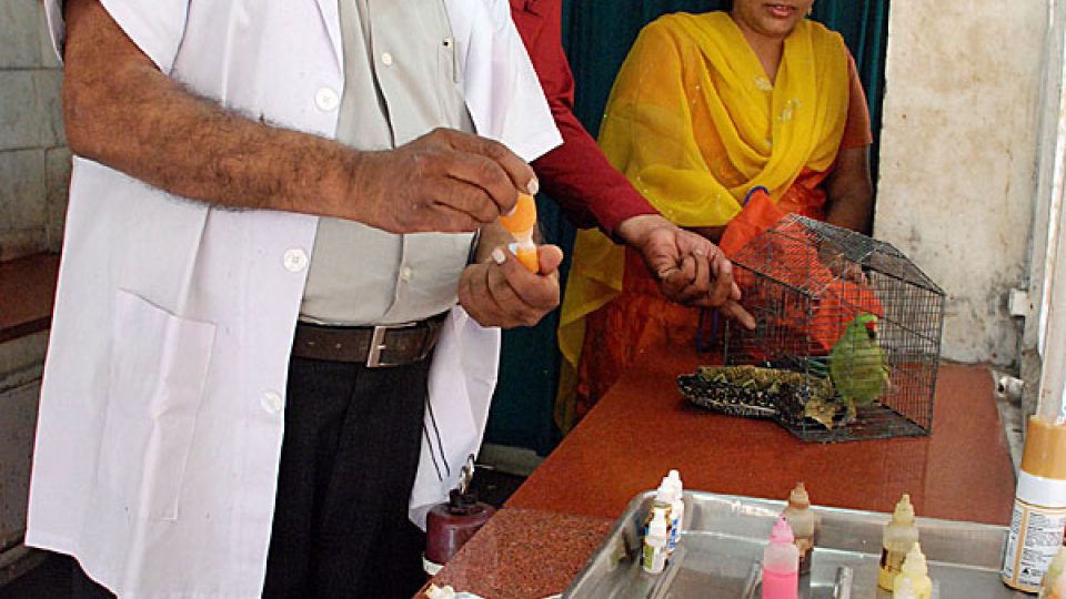 Doktor Yogaur ošetřuje papouška