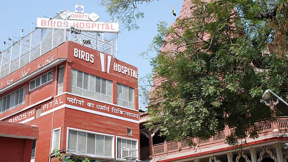 Ptačí nemocnice v indickém Dillí