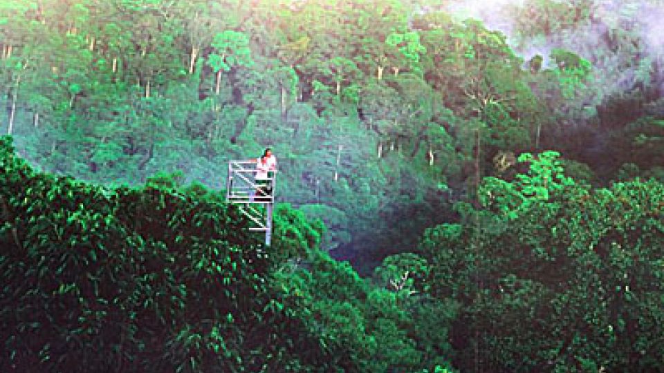 Vyhlídka nad brunejským pralesem