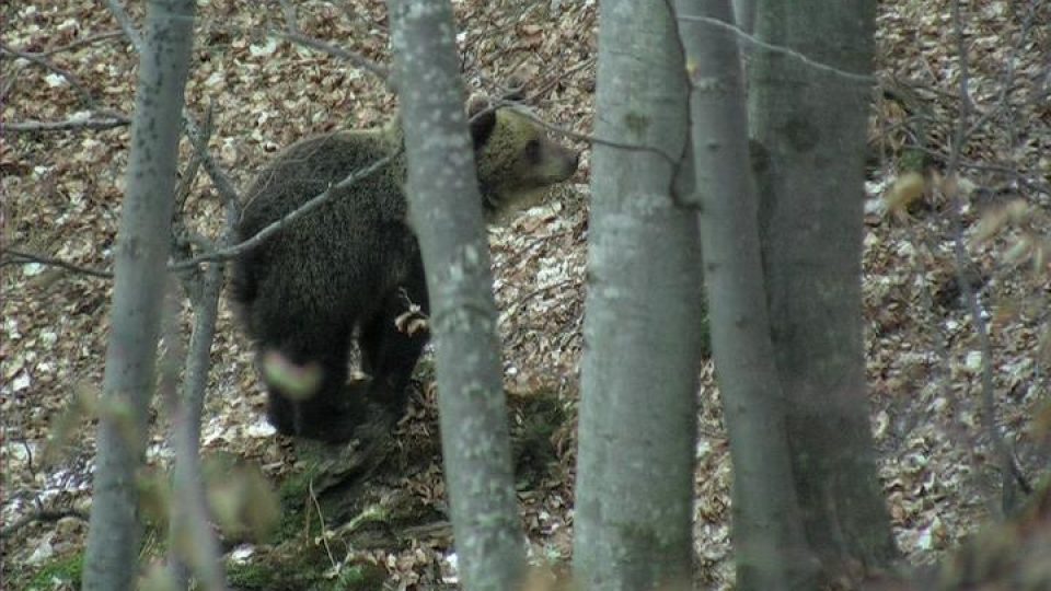 Medvědi na Slovensku