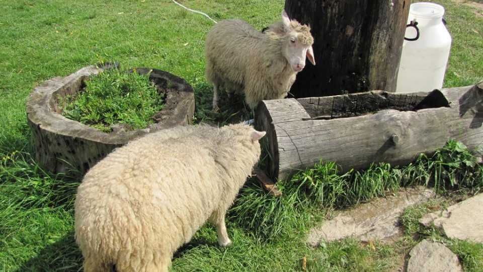 Z ovčího mléka vyrábějí v místní sýrárně parenici, brynzu nebo oštěpky