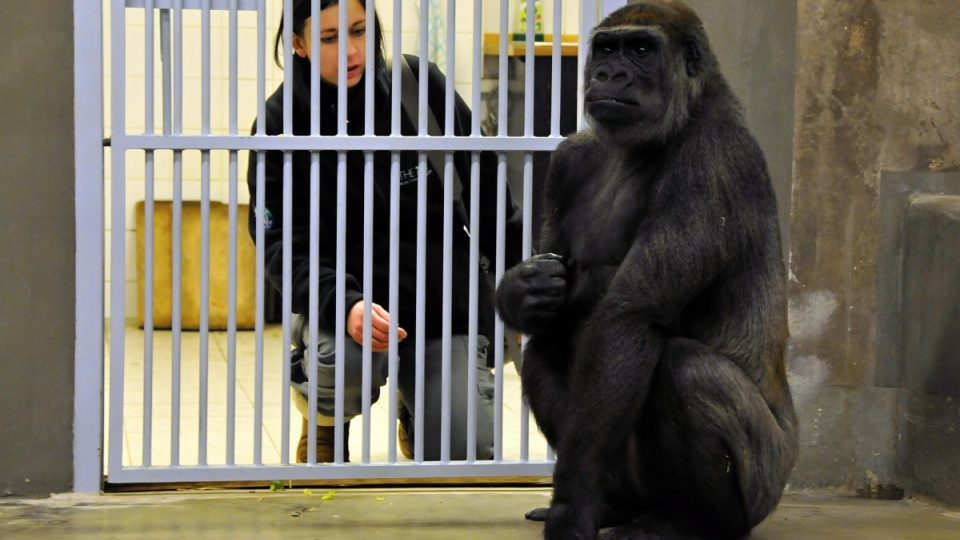 Gorilí samice Bikira s chovatelkou Gayle Lamrock po příjezdu do Prahy