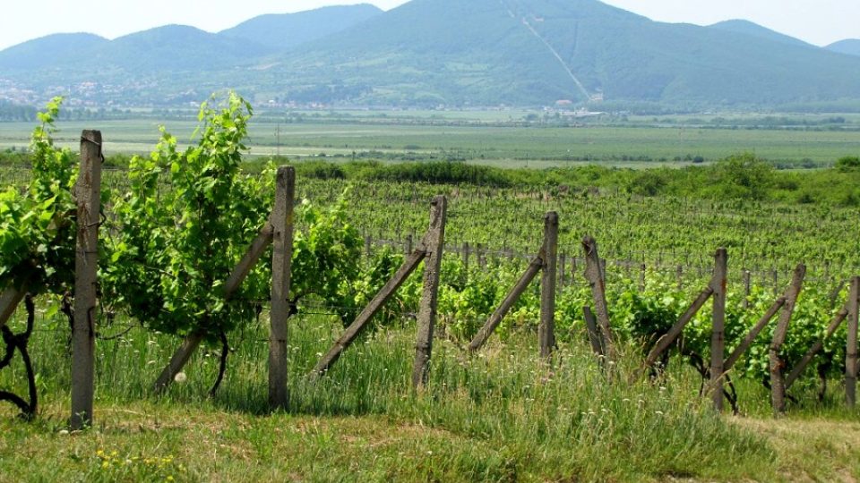 Tokajská vinařská oblast je ideální pro pěstování a výrobu přírodně sladkých vín