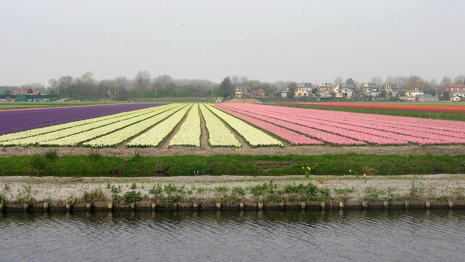 Z barevných květin je možné sestavit i nozozemskou vlajku