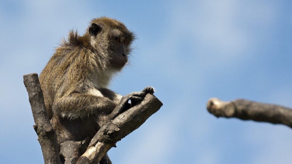 Občas se v zoo nudí i makak jávský. Ošetřovatelé se ho proto v rámci takzvaného enrichmentu snaží rozptýlit třeba svačinkou v podobě neotevřeného jogurtu