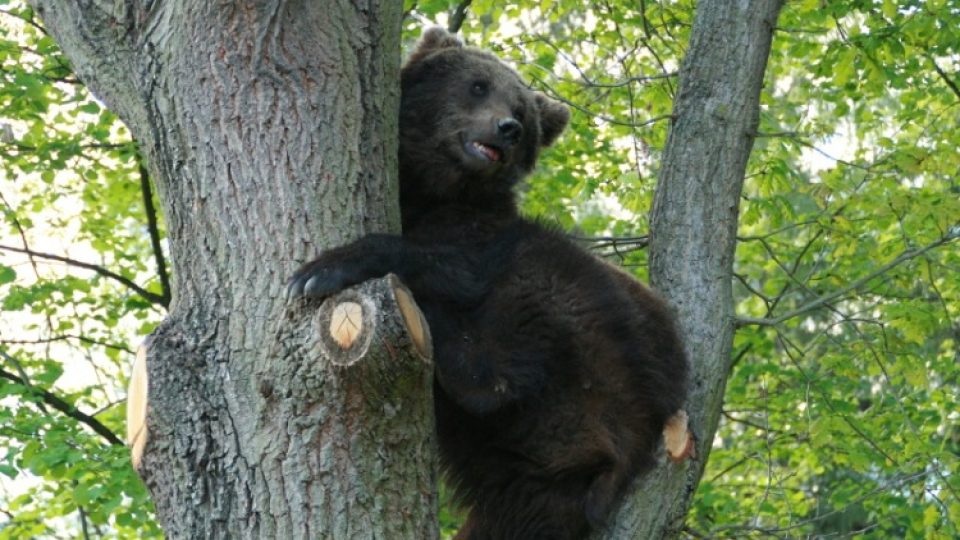 Medvědi hnědí mají v táborské zoo jeden z nejhezčích výběhů. Užívat si v něm mohou i šplhání po stromech