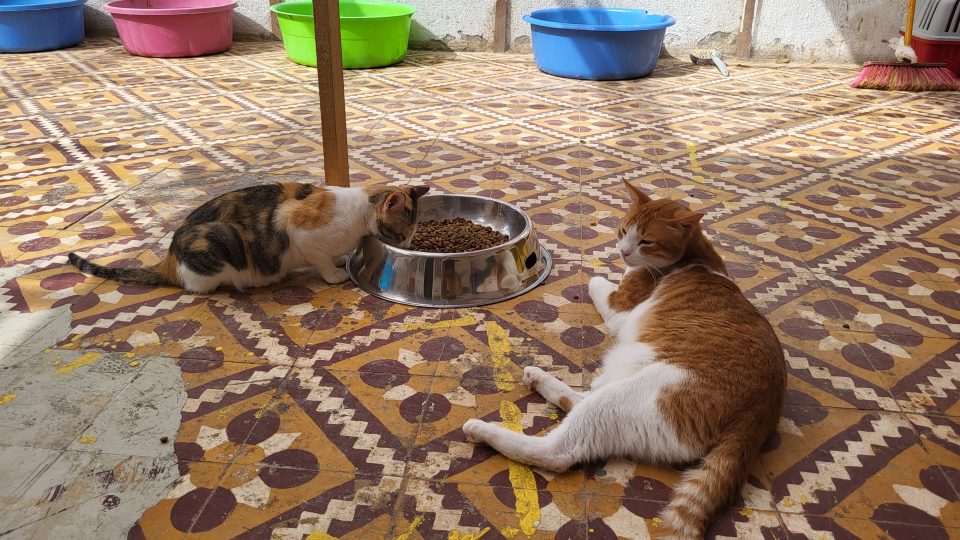Kočky nabízí Ímán k adopci přes skupinu na sociálních sítích