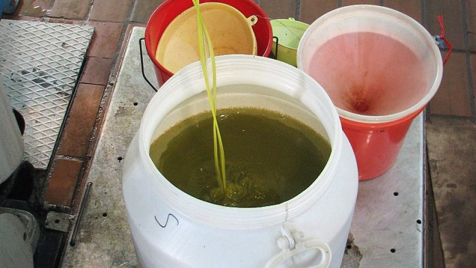 Mezi vykládkou oliv a prvním olivovým olejem uplynou pouhé dvě hodiny