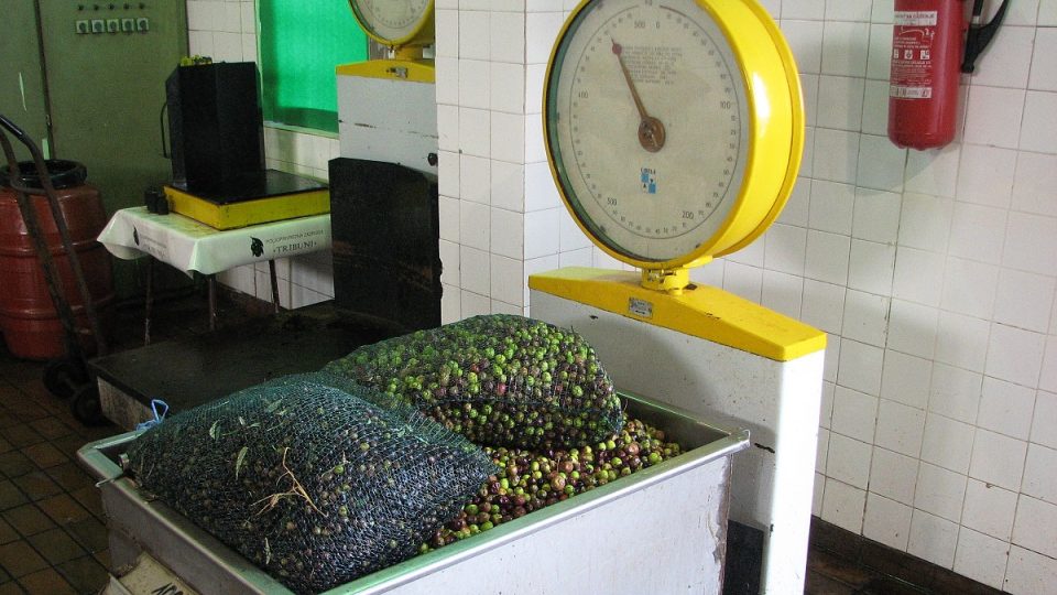 Kapacita olivárny pana Duvnjaka je 100 tun oliv denně