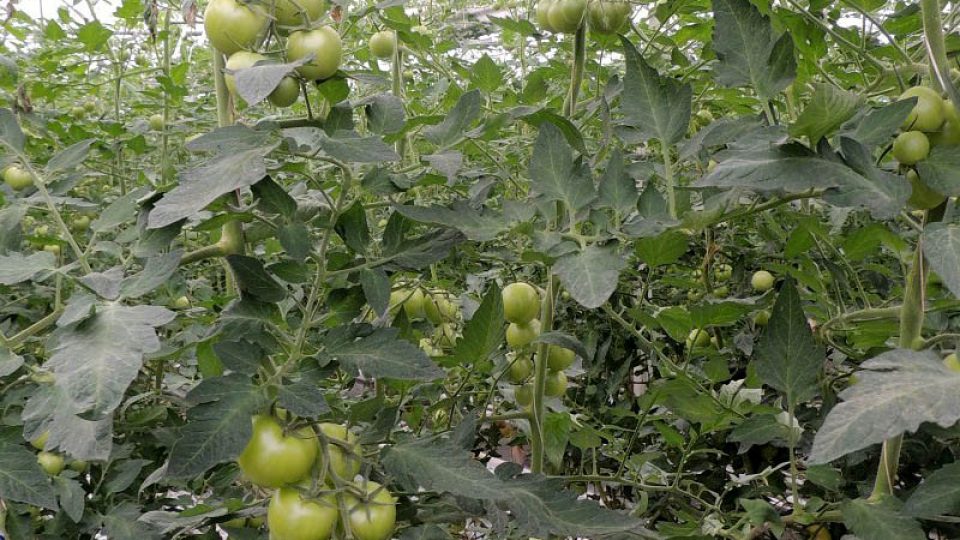 Ve sklenících zrají rajčata i papriky