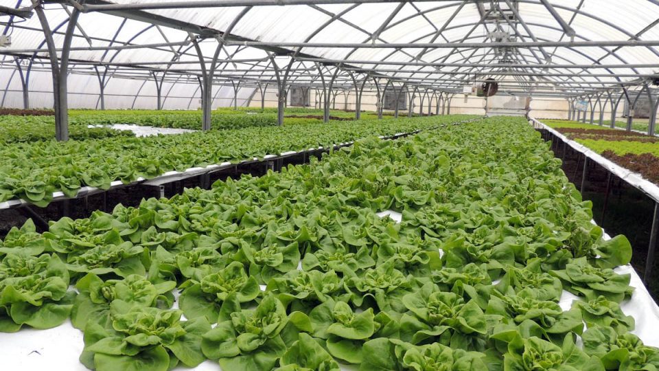 V salátovém skleníku se nepoužívá zemina, ale hydroponie