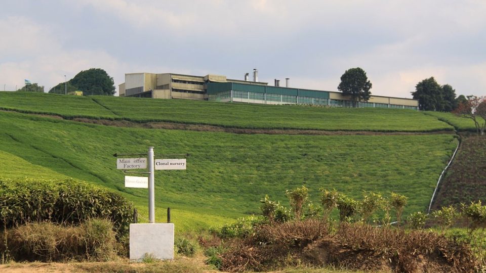 Továrna, kde se zpracovávají čajové listy, leží hned nad plantáží