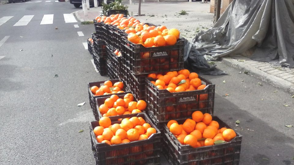 V každé z beden je nejméně 18 kilogramů pomerančů. Majitel firmy Manuel je prodává na marmeládu