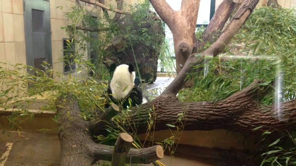 Pandy do vídeňské zoo zapůjčila Čína