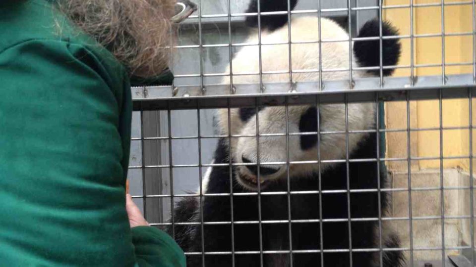 Pandy působí roztomile, ošetřovatelé se k nim ale musí přibližovat opatrně