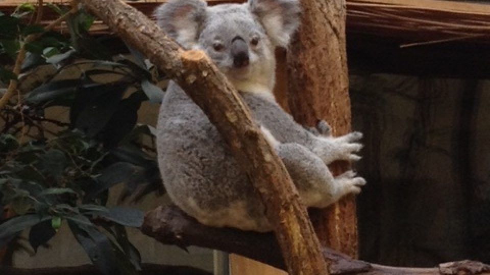 Koala po probuzení