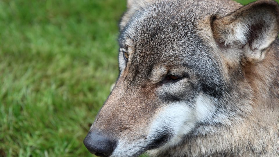 Nedaleko šumavského Srní mohou lidé pozorovat vlky