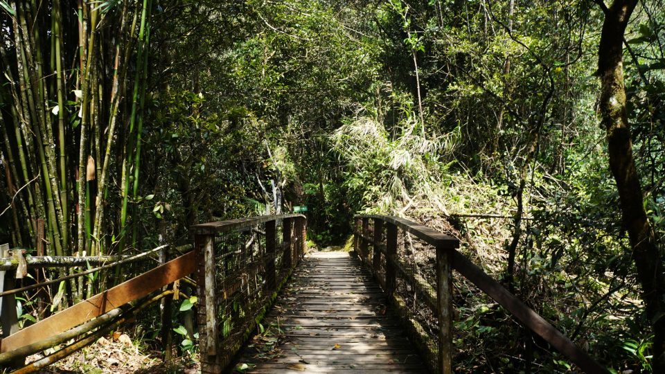 K pozorování ptáků je Kinabalu ideální. Je jich tu skoro 700 druhů a taky je tu prý i pro relativně nezkušené cestovatele bezpečno