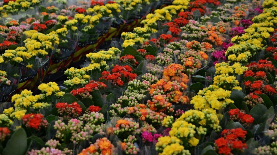 V Brazílii mají úspěch i malá balení živých květin, tady mini-kalanchoe od van den Broeků