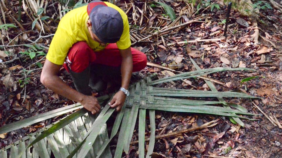 Místní obyvatelé využívají rostlinný materiál. Z palmového listí vyrábějí střešní kritinu