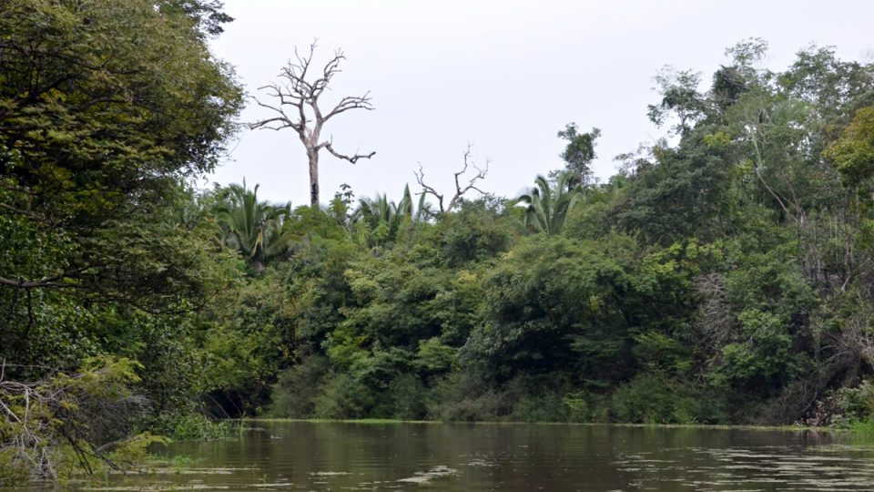 Některé stromy převyšují hustou amazonskou vegetaci