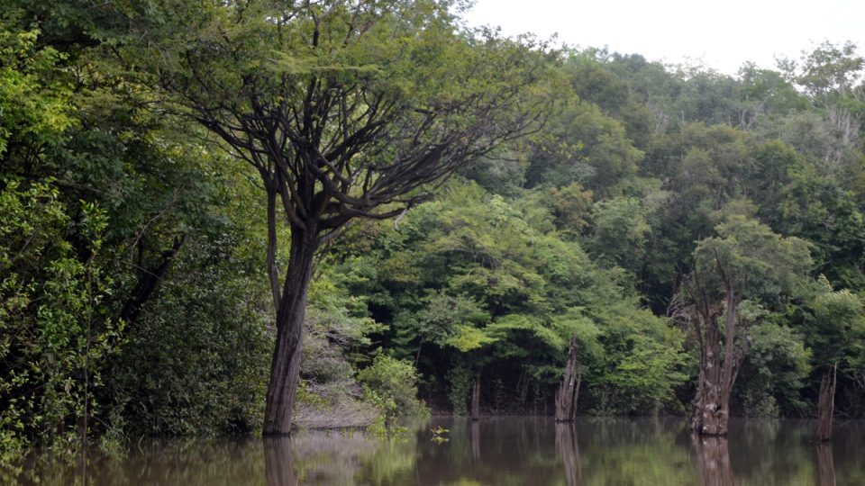 V Amazonii pravidelně každý rok kolísá hladina vody o 10 i více metrů