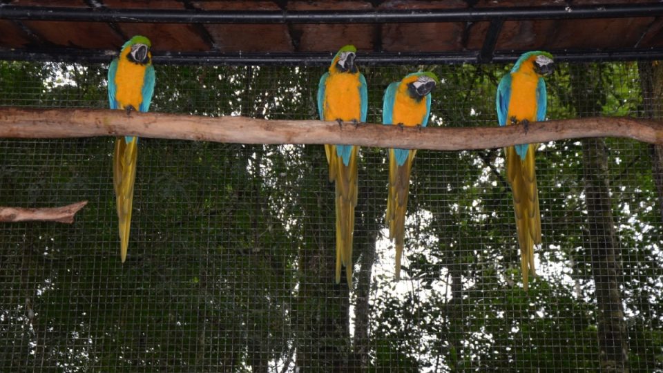 Čtyři příslušníci druhu ara ararauna si z větve prohlížejí návštěvníky