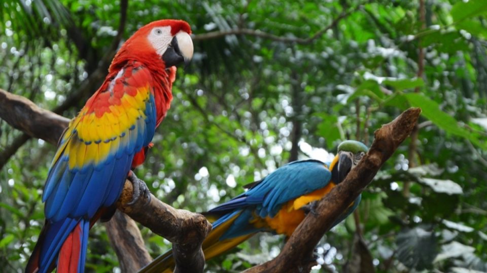 Arové nejrůznějších druhů a tedy i barev v Ptačím parku