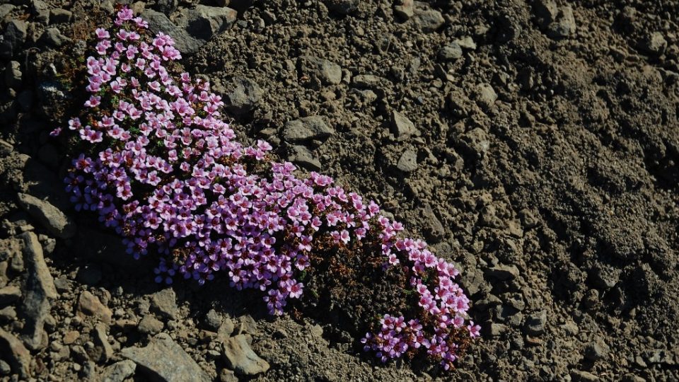 Lomikámen vstřícnolistý roste na místech, kde byl ještě před pár lety ledovec