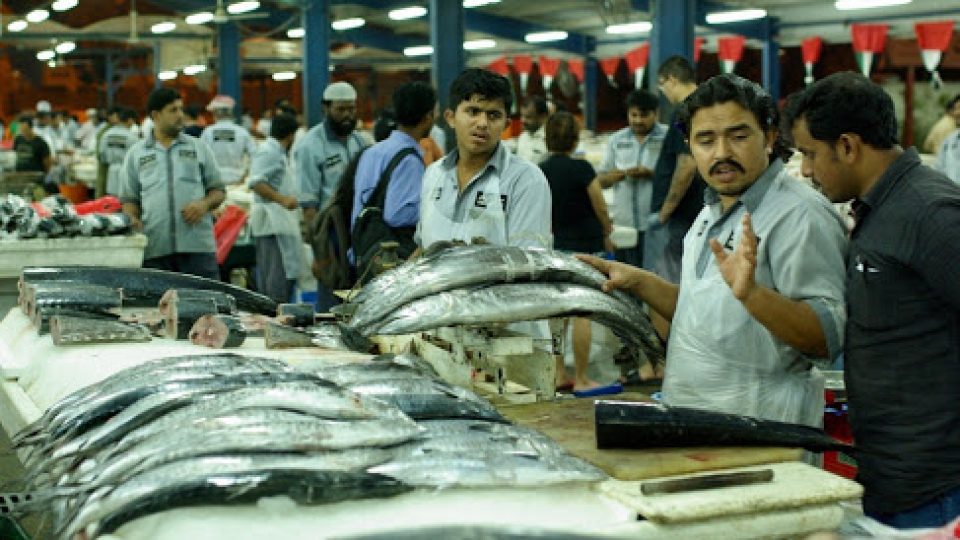 Prodavači na dubajském rybím trhu umí arabsky většinou jen pár slov, v hale se ozývají hlavně indické jazyky