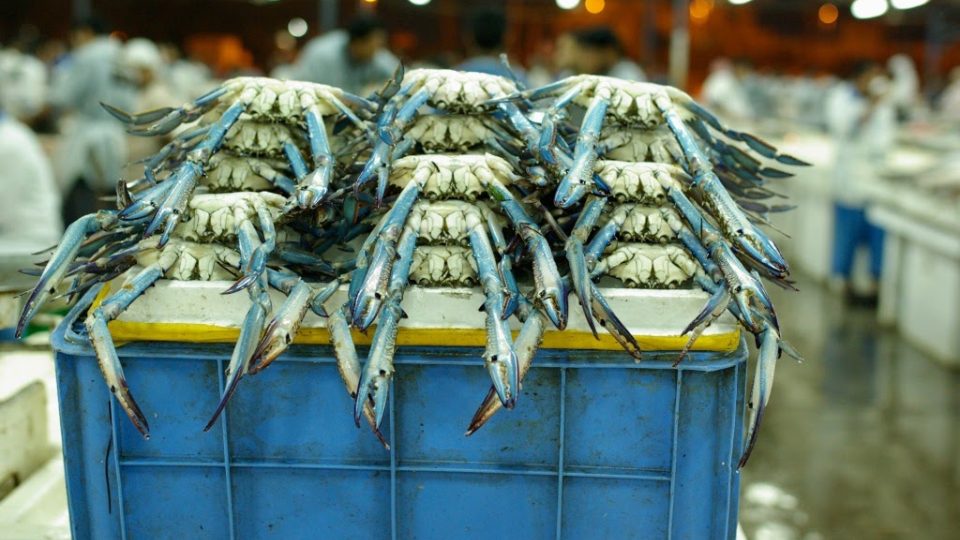 Krabi připravení k prodeji na rybím trhu v dubajské čtvrti Deira