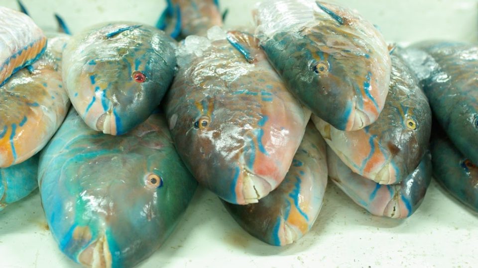 Na rybách závisí obživa těch nejchudších rodin v jinak bohaté Dubaji