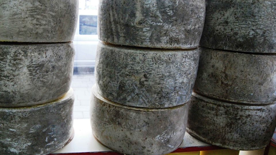 Dva roky starý sýr kašar zraje ve velkých kolech připomínajících pneumatiky