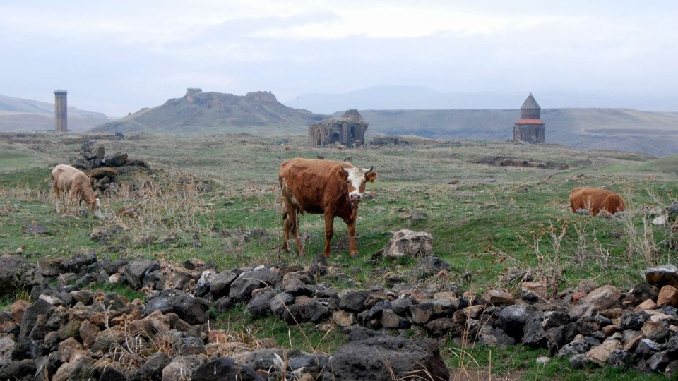 Krávy se pasou v ruinách středověkého města Ani