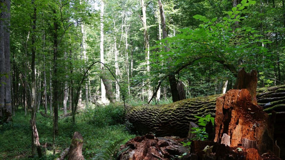 V Bělověžském pralese najdete přírodu v podobě, jakou dříve měla prakticky celá střední a východní Evropa