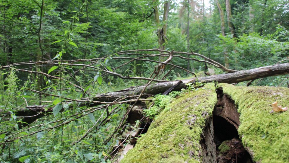 Bělověžský prales figuruje i na seznamu světového kulturního dědictví UNESCO
