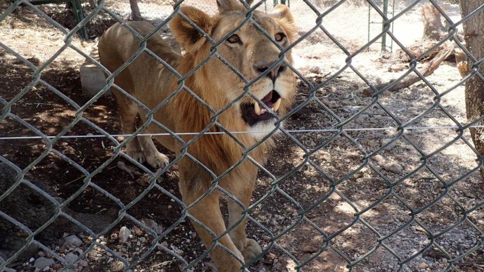 Lvi mají v záchranné rezervaci Ma'wá k dispozici prostorné výběhy