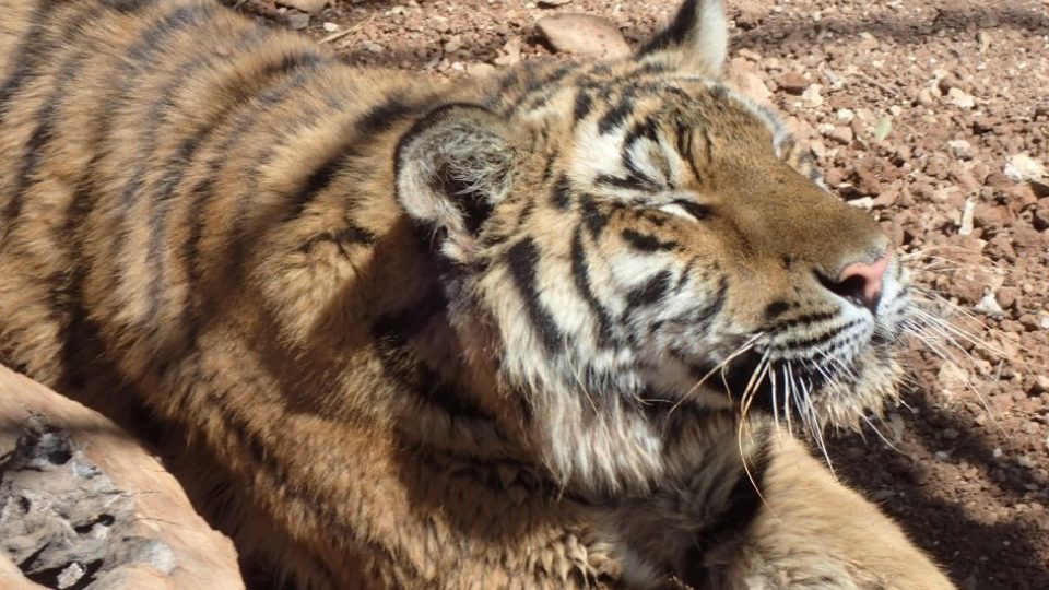 Mezi chráněnci záchranné rezervace je také tygr