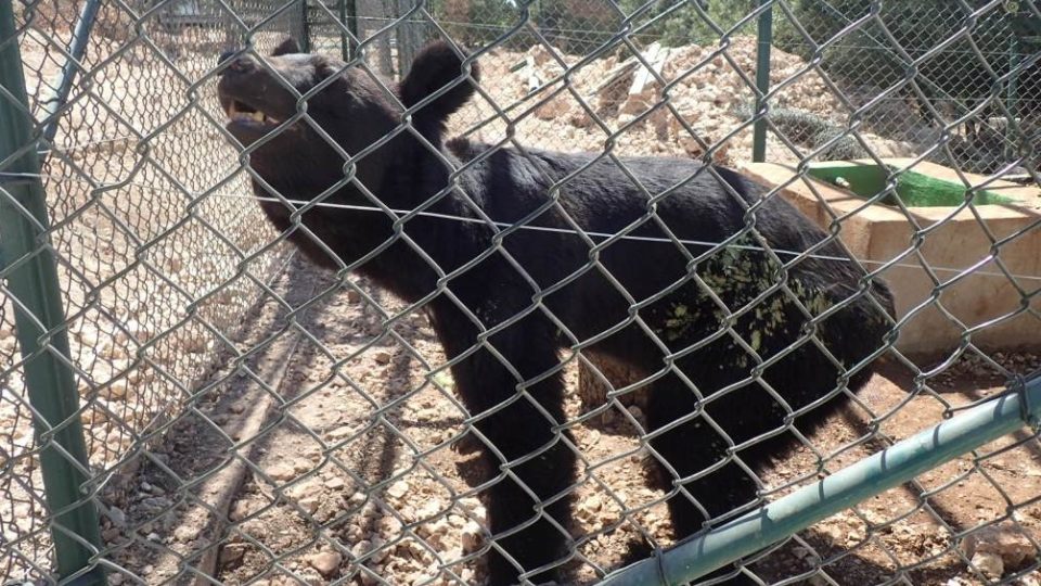 Medvědy přivezli do rezervace rezervaci Ma'wá v zuboženém stavu
