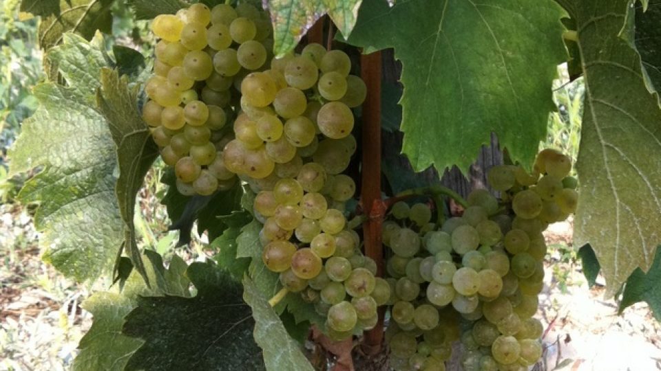 Zsolt Sütő vybírá pro své víno staré odrůdy